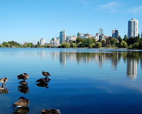 Ducks in Stanley Park